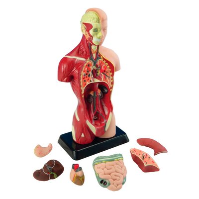 Набір для досліджень "Анатомічна модель людини (27 см)" Edu-Toys MK027 фото