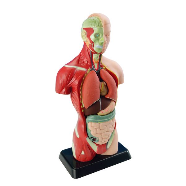 Набір для досліджень "Анатомічна модель людини (27 см)" Edu-Toys MK027 фото