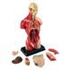 Набір для досліджень "Анатомічна модель людини (27 см)" Edu-Toys MK027 фото 1