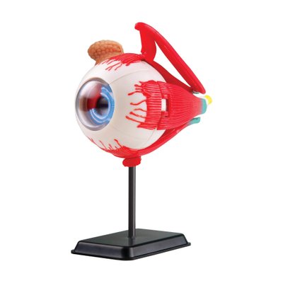 Набір для досліджень "Модель очного яблука збірна (14 см)" Edu-Toys SK007 фото