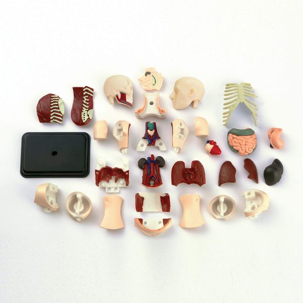 Набір для досліджень "Модель тулуба людини збірна (12,7 см)" Edu-Toys SK008 фото