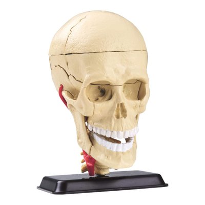 Набір для досліджень "Модель черепа з нервами збірна (9 см)" Edu-Toys SK010 фото