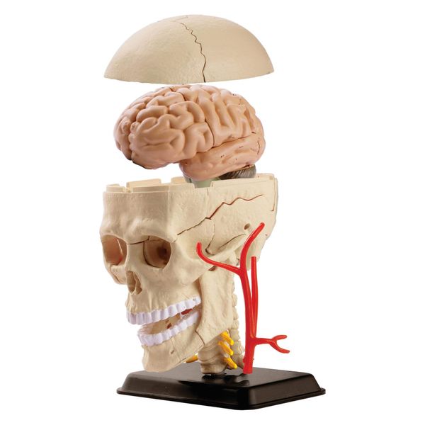 Набір для досліджень "Модель черепа з нервами збірна (9 см)" Edu-Toys SK010 фото