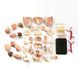 Набір для досліджень "Модель черепа з нервами збірна (9 см)" Edu-Toys SK010 фото 3