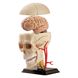Набір для досліджень "Модель черепа з нервами збірна (9 см)" Edu-Toys SK010 фото 4