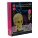 Набір для досліджень "Модель черепа з нервами збірна (9 см)" Edu-Toys SK010 фото 2