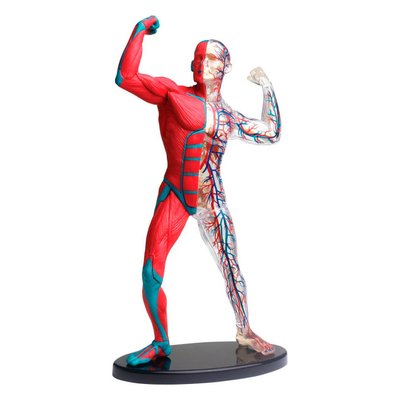 Набір для досліджень "Модель м'язів і скелета людини збірна (19 см)" Edu-Toys SK056 фото