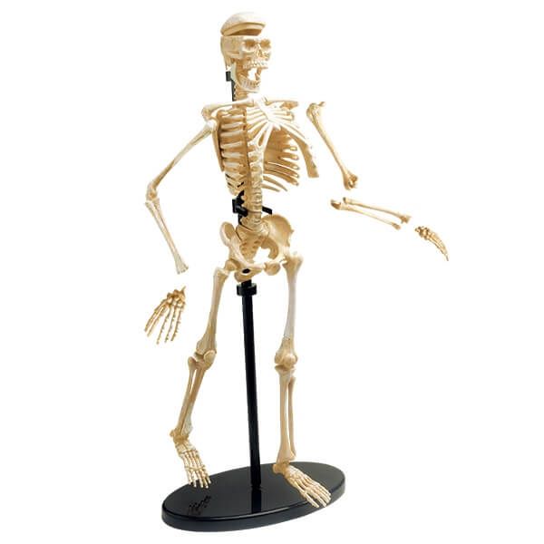 Набір для досліджень "Модель скелета людини збірна (24 см)" Edu-Toys SK057 фото