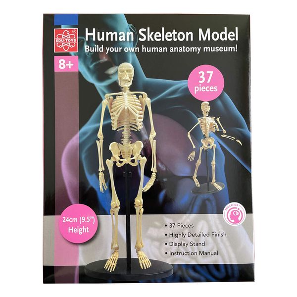 Набір для досліджень "Модель скелета людини збірна (24 см)" Edu-Toys SK057 фото