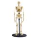 Набір для досліджень "Модель скелета людини збірна (24 см)" Edu-Toys SK057 фото 1