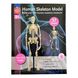 Набір для досліджень "Модель скелета людини збірна (24 см)" Edu-Toys SK057 фото 2