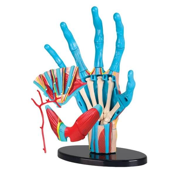 Набір для досліджень "Модель руки збірна (16,5 см)" Edu-Toys SK058 фото